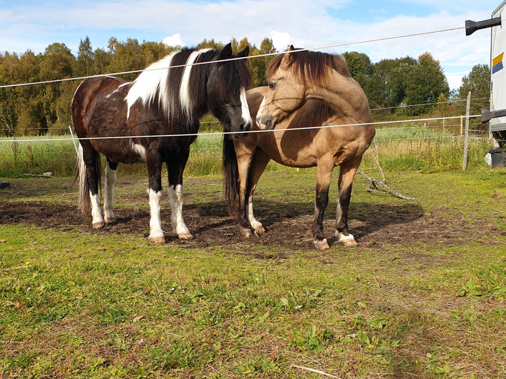 Ponnyerna Tom och Gerry i hagen.