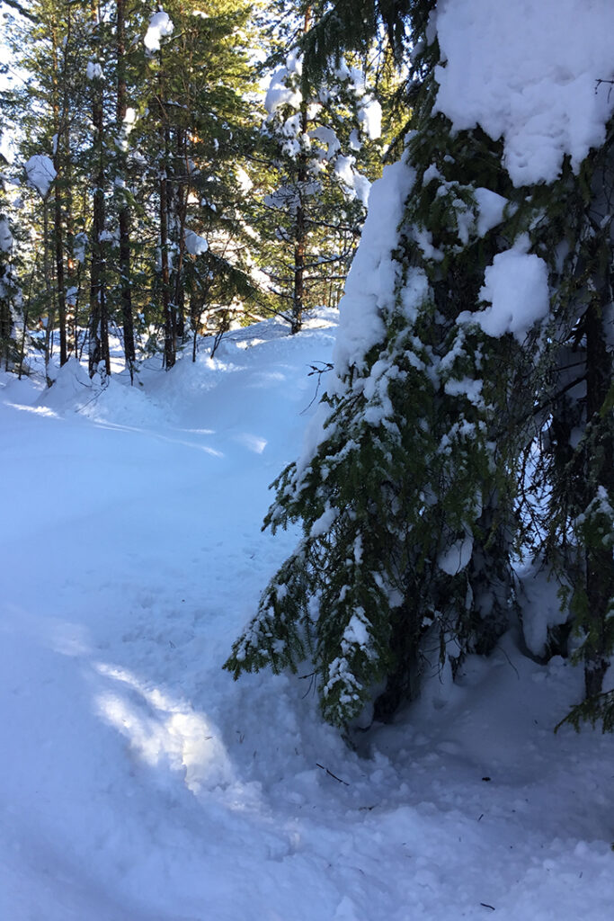 Foto från en solig snötäckt skog.