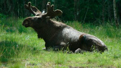 Älgen kallas ibland för skogens konung.